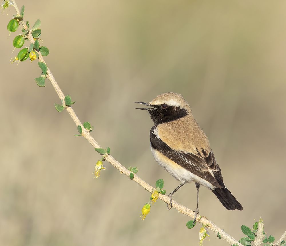 Desert Wheatear