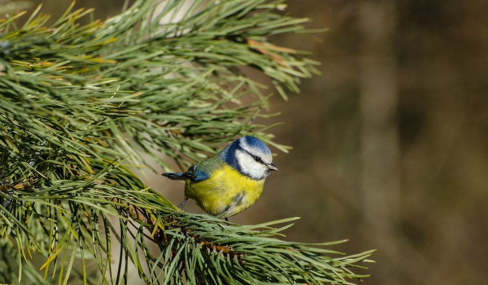 В голубой шапочке , на зелёной веточке