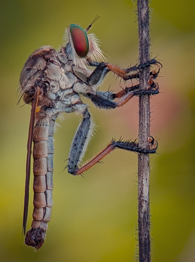 Mr Robber Fly