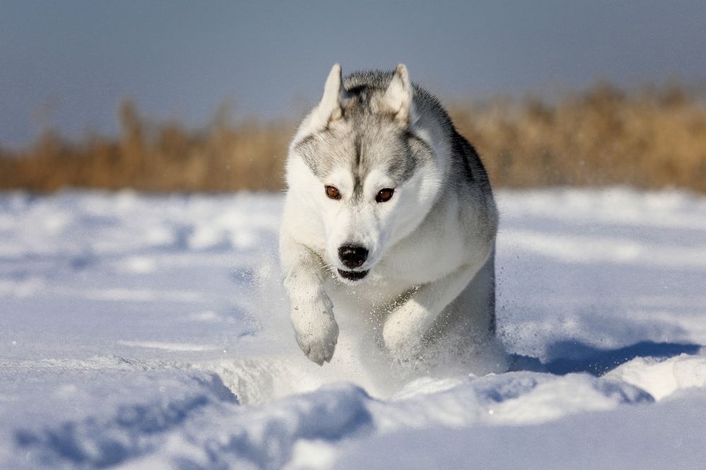 Photograph by Андрей Ершов