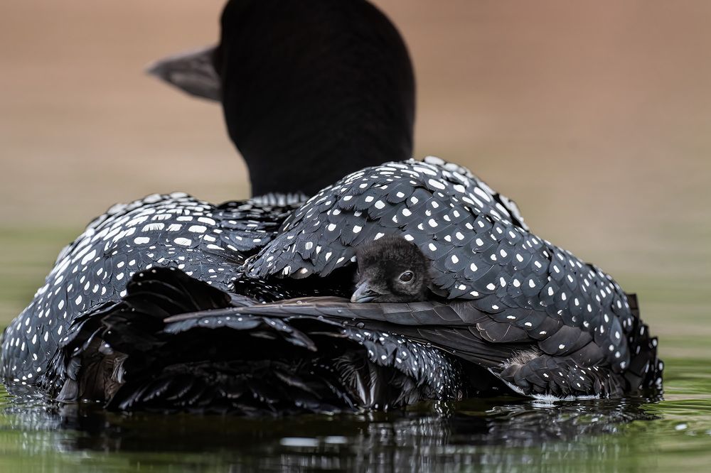 Photograph by Karen Bilgrai Cohen