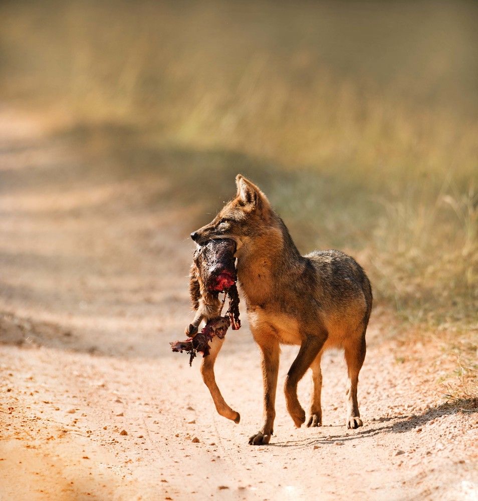 Jackal kill spotted deer