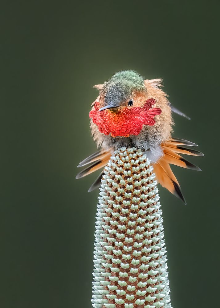 Hummingbird fireworks