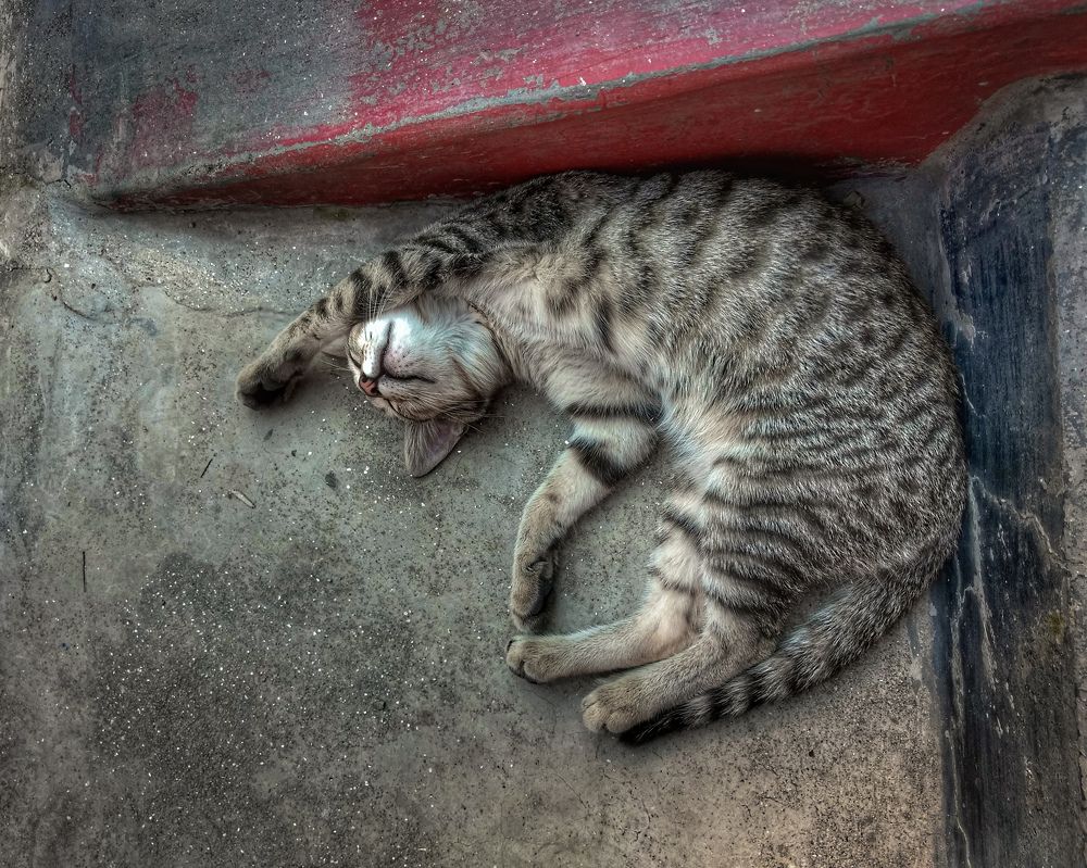 Photograph by Subrota Roy