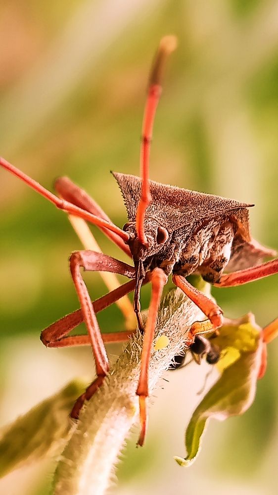 Shield Bug