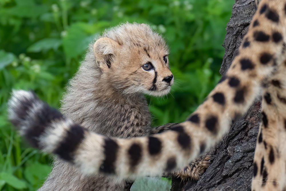 Photograph by Karen Bilgrai Cohen