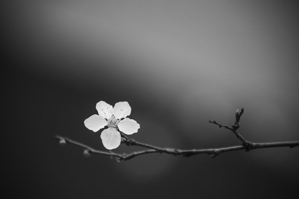 Photograph by Ди Си