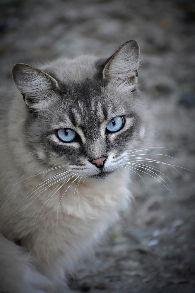 Фотография автора лилия беланова