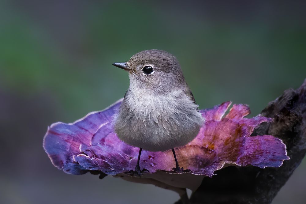 Photograph by Avijit Ghorai