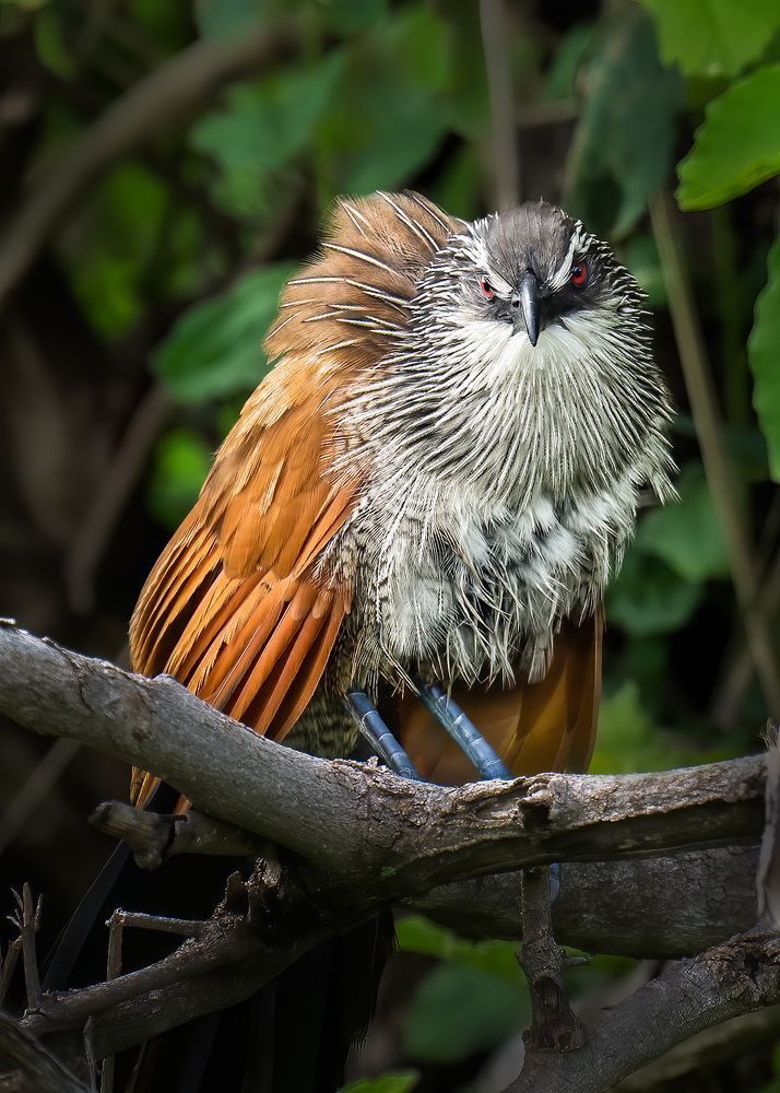 Photograph by Karen Bilgrai Cohen