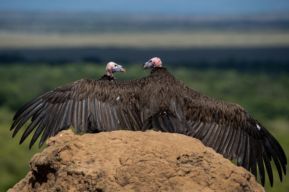 Affectionate & Adorning: