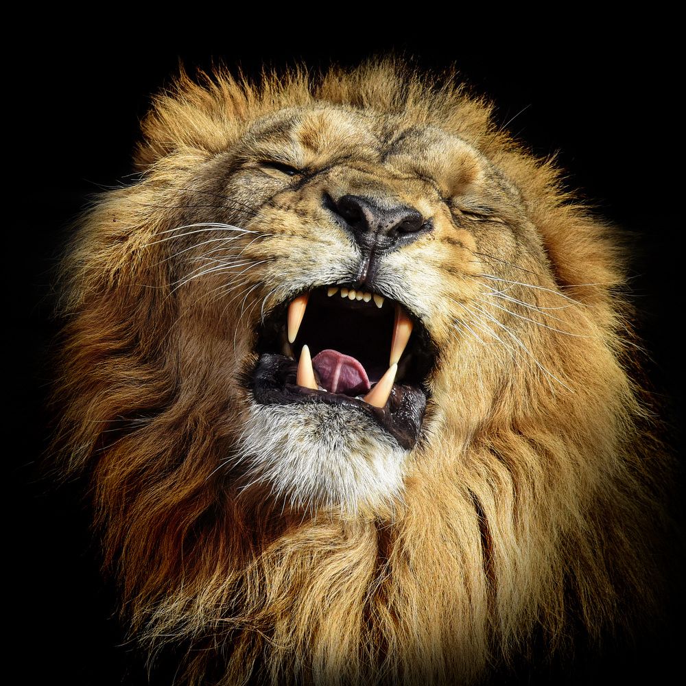 Kings of Beasts - Цари зверей