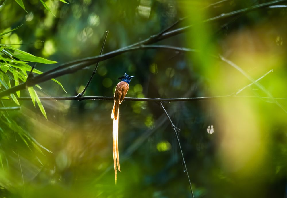 Photograph by Avijit Ghorai