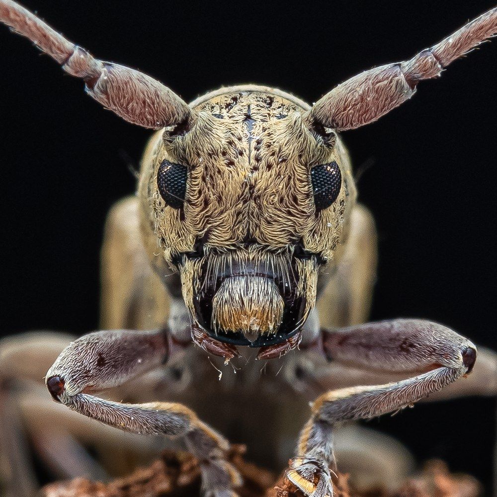 Photograph by Bidyut Kalita