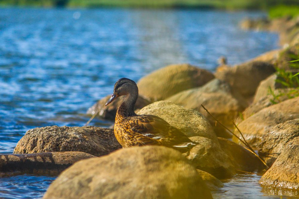 Photograph by Алексей Векшарев