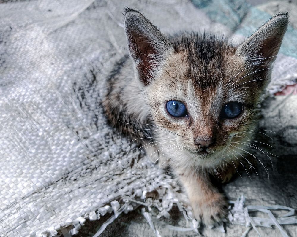 Photograph by Subrota Roy