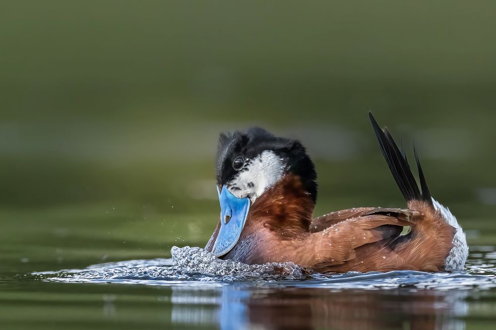 Photograph by Karen Bilgrai Cohen