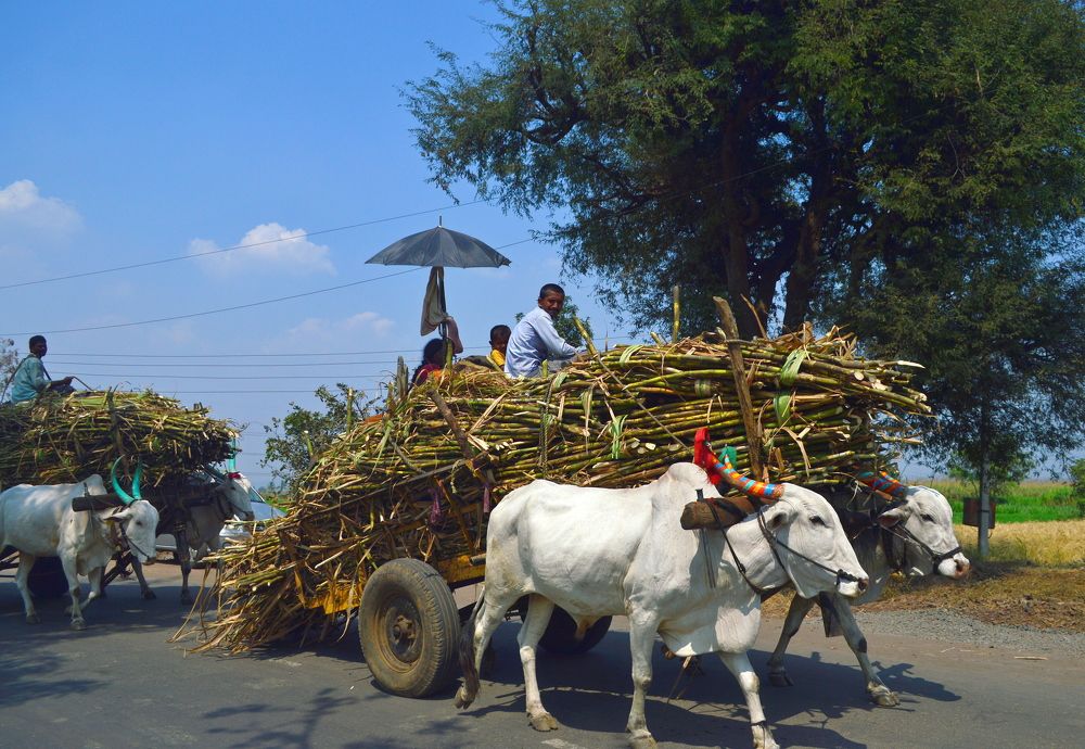 Summer Travel in rural India