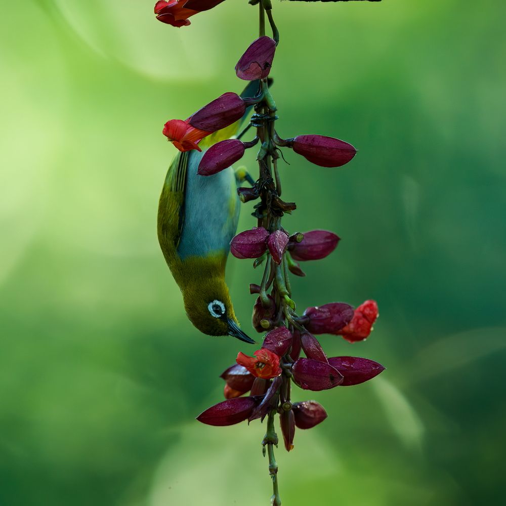 If you want to run for long, avoid junk food (Indian White Eye)