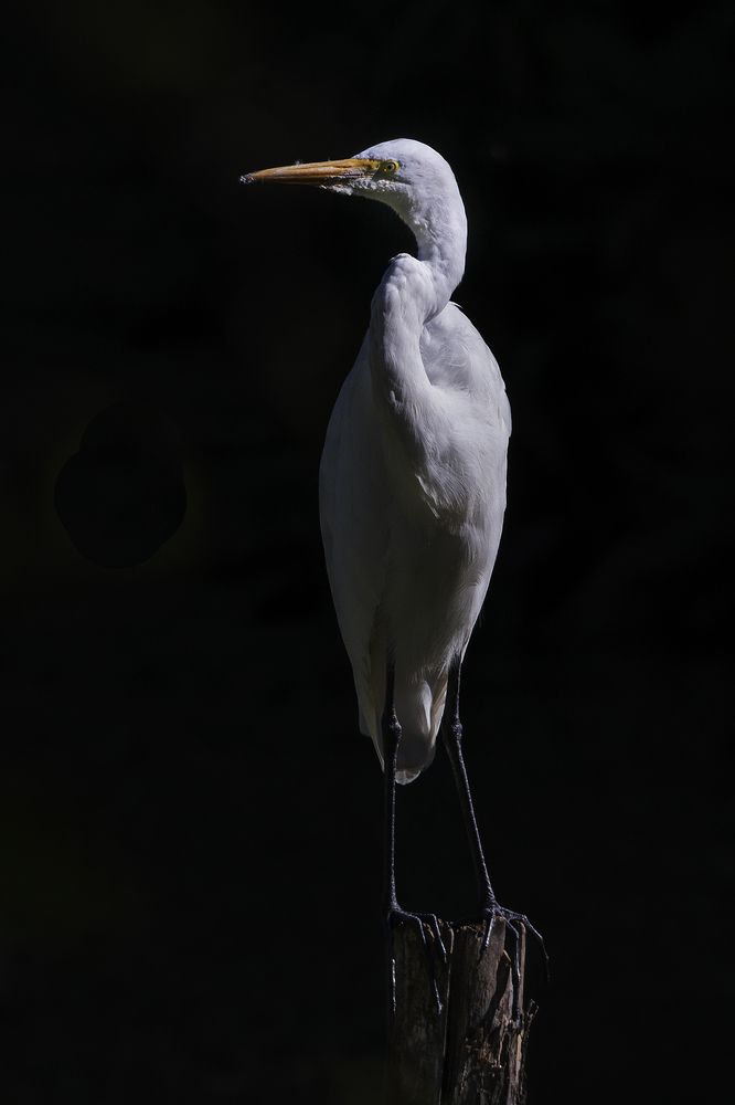 Photograph by eli gesualdo