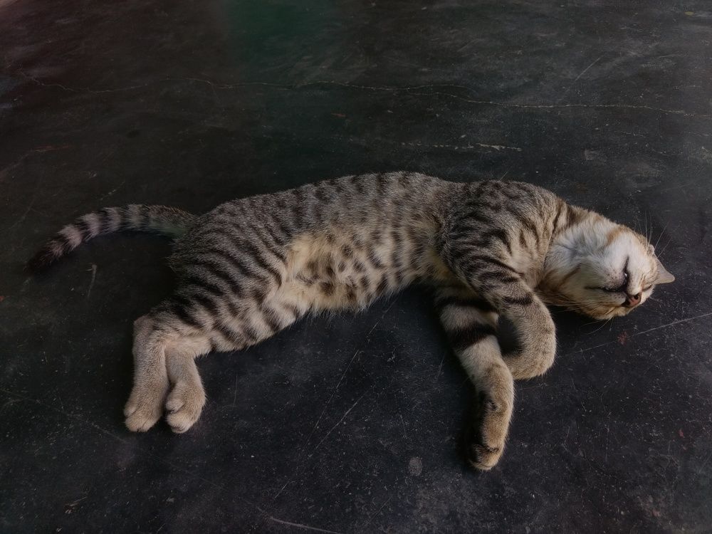 Photograph by Subrota Roy