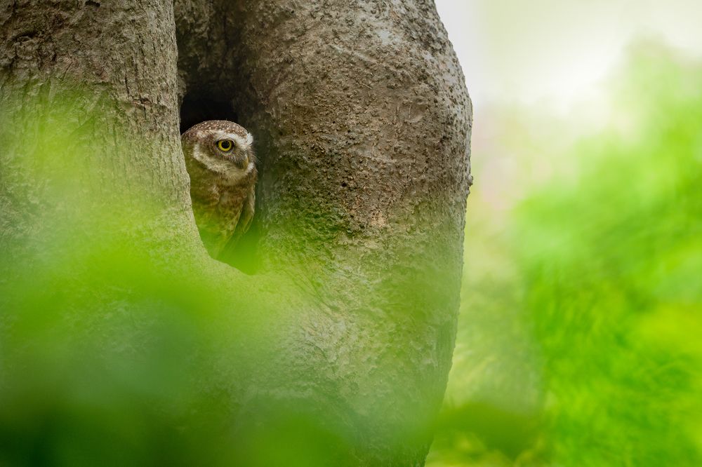 Фотография автора Mainak Halder