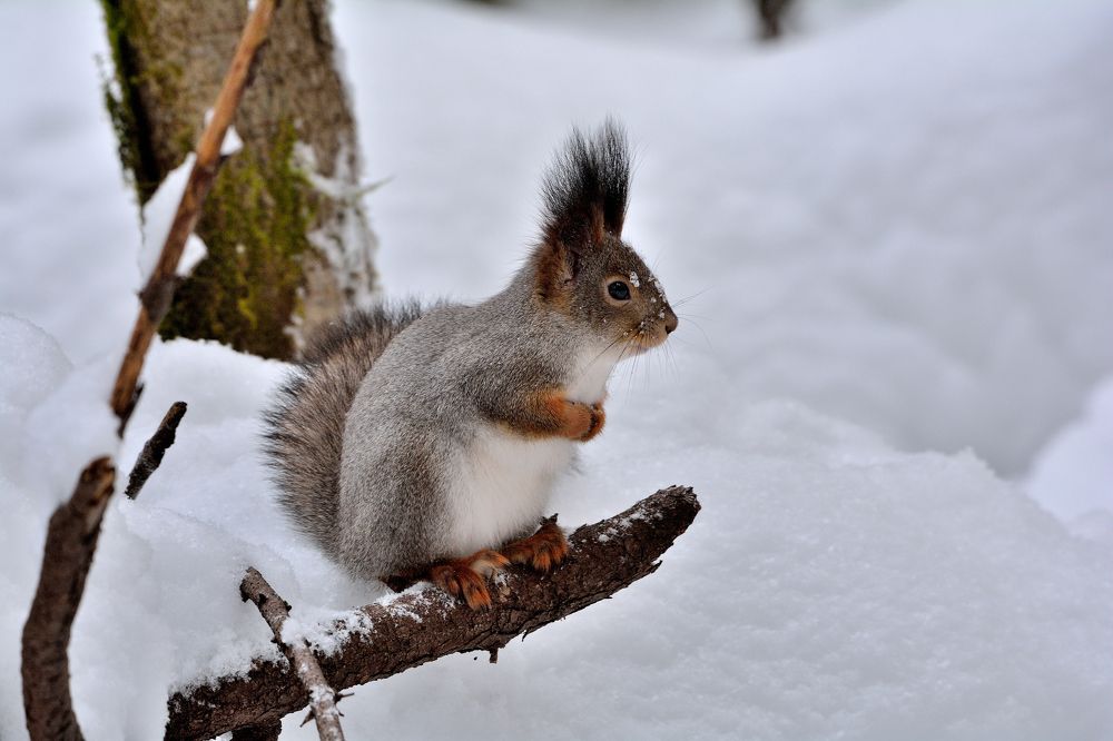 Photograph by Александр Зуев