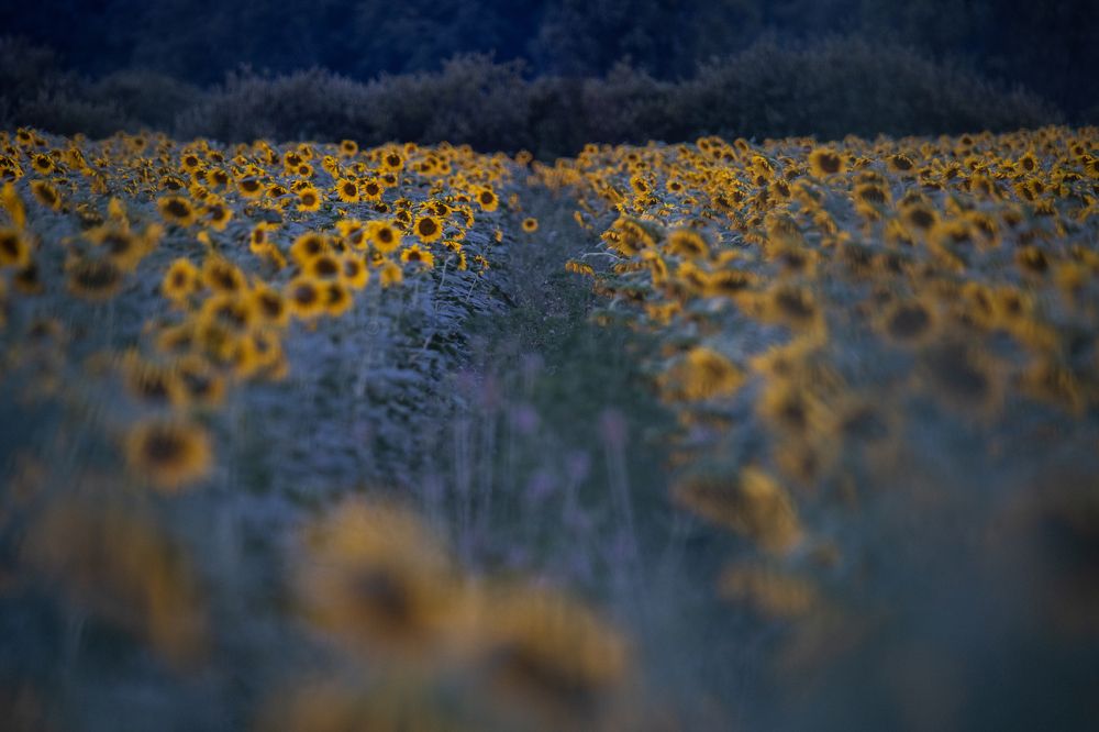 Photograph by Jernej Peljhan