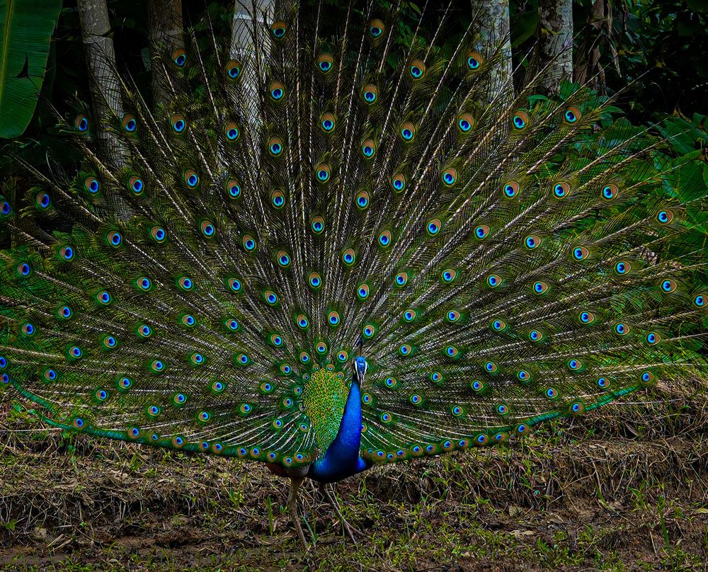 Photograph by Tharindu k