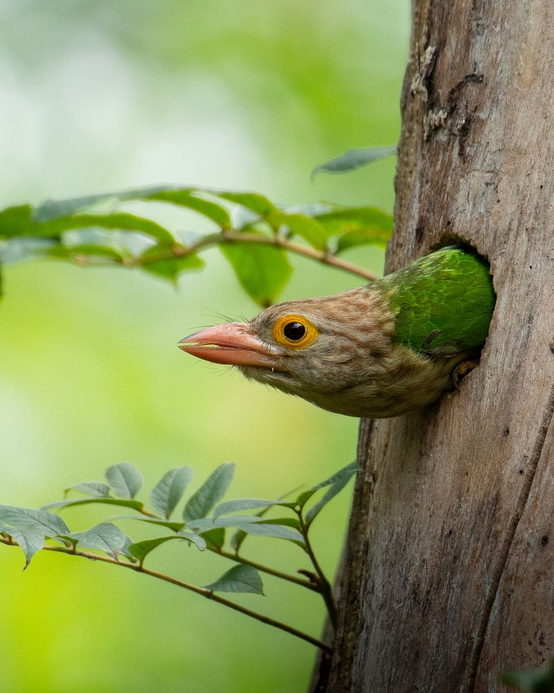 Фотография автора Mainak Halder