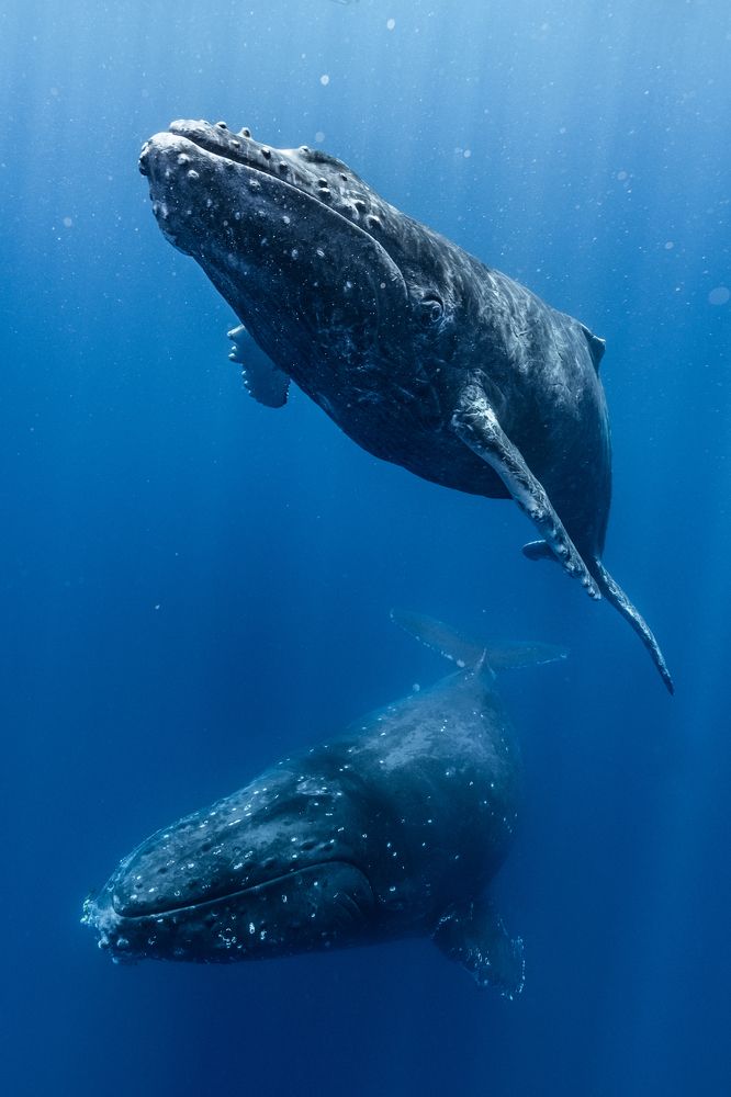 ザトウクジラの親子