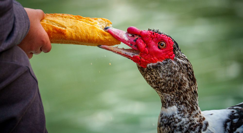 Photograph by José Antonio Gómez Mateo