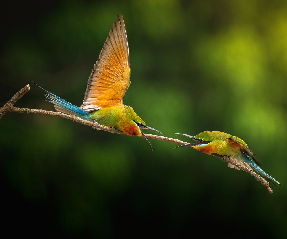 Фотография автора Mainak Halder