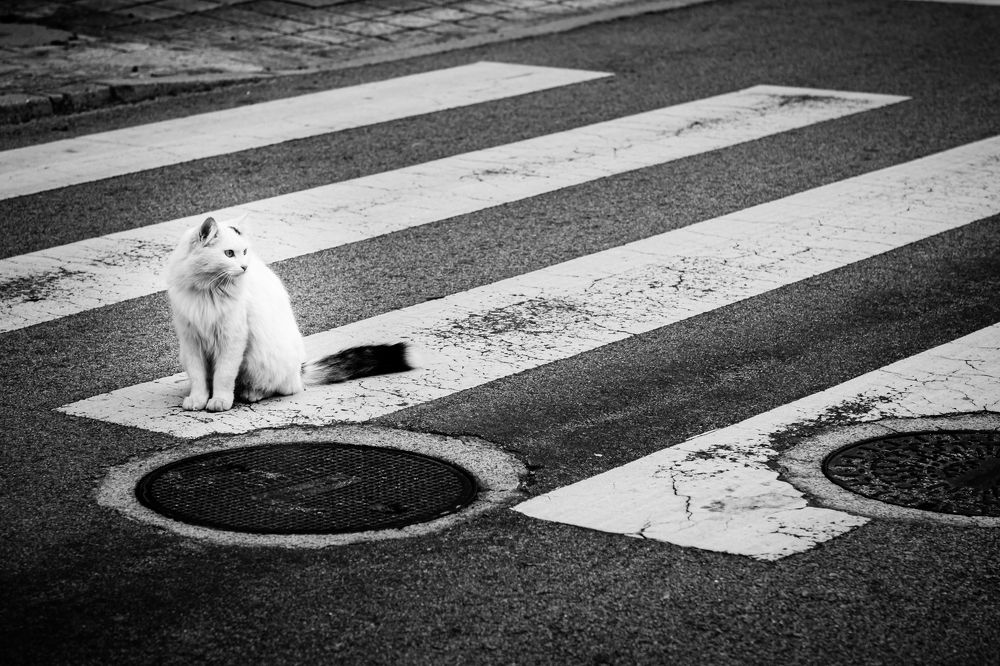 Photograph by João Versos Roldão