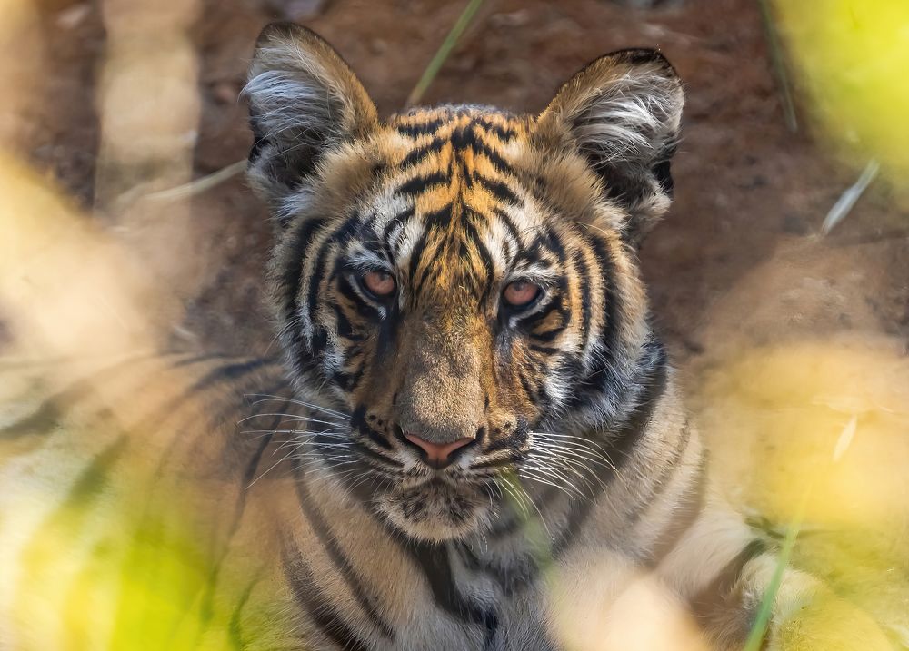 Photograph by Nitin Baste