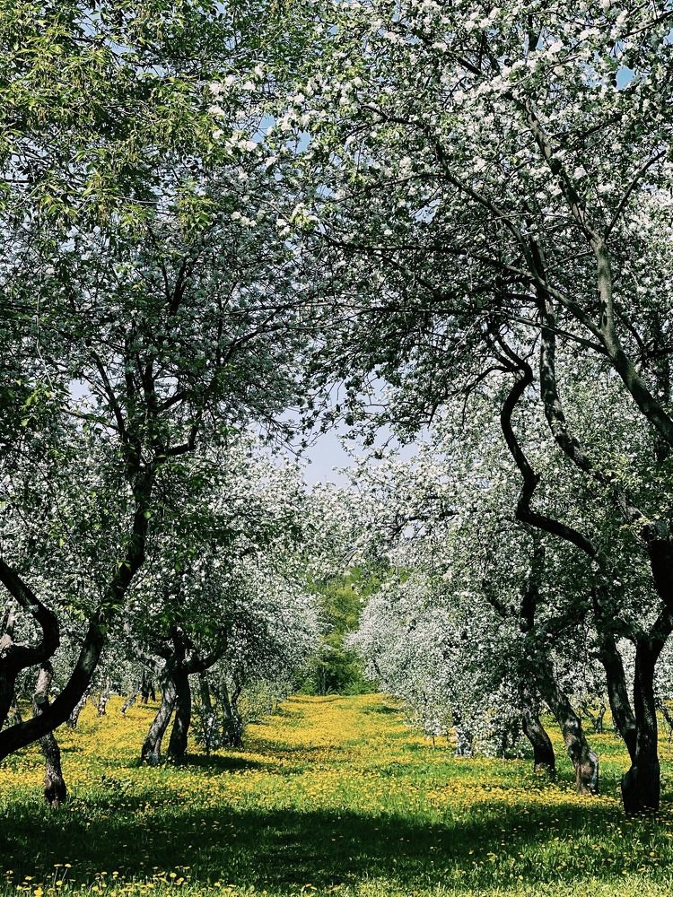 Photograph by Мария Боевая