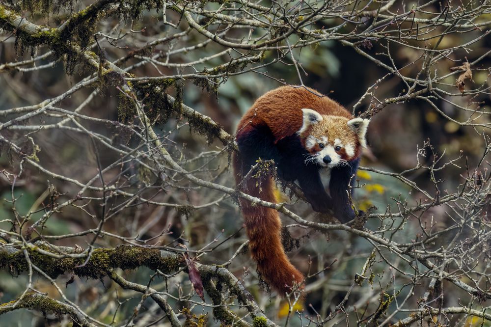 Фотография автора Ashok Behera