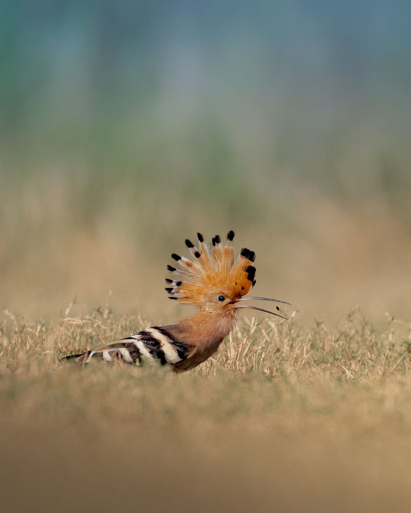 Фотография автора Mainak Halder