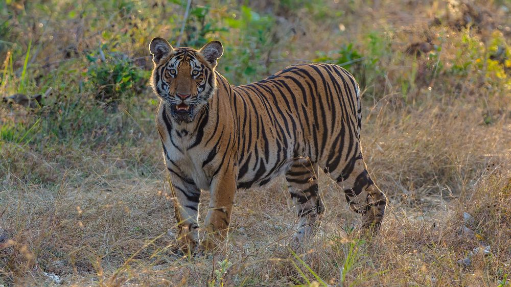 Photograph by Venkat Mangudi