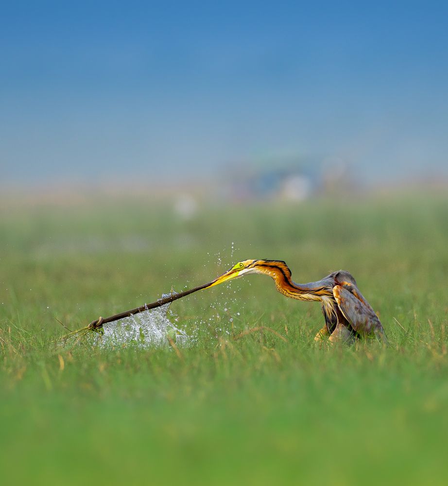 Фотография автора Mainak Halder