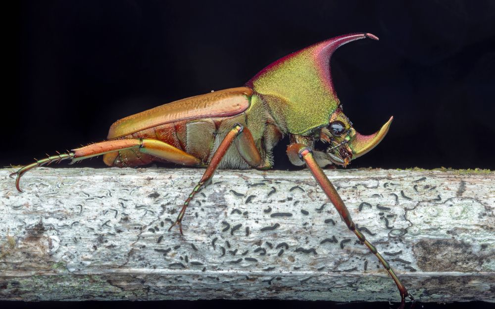 Photograph by KENNY FOONG