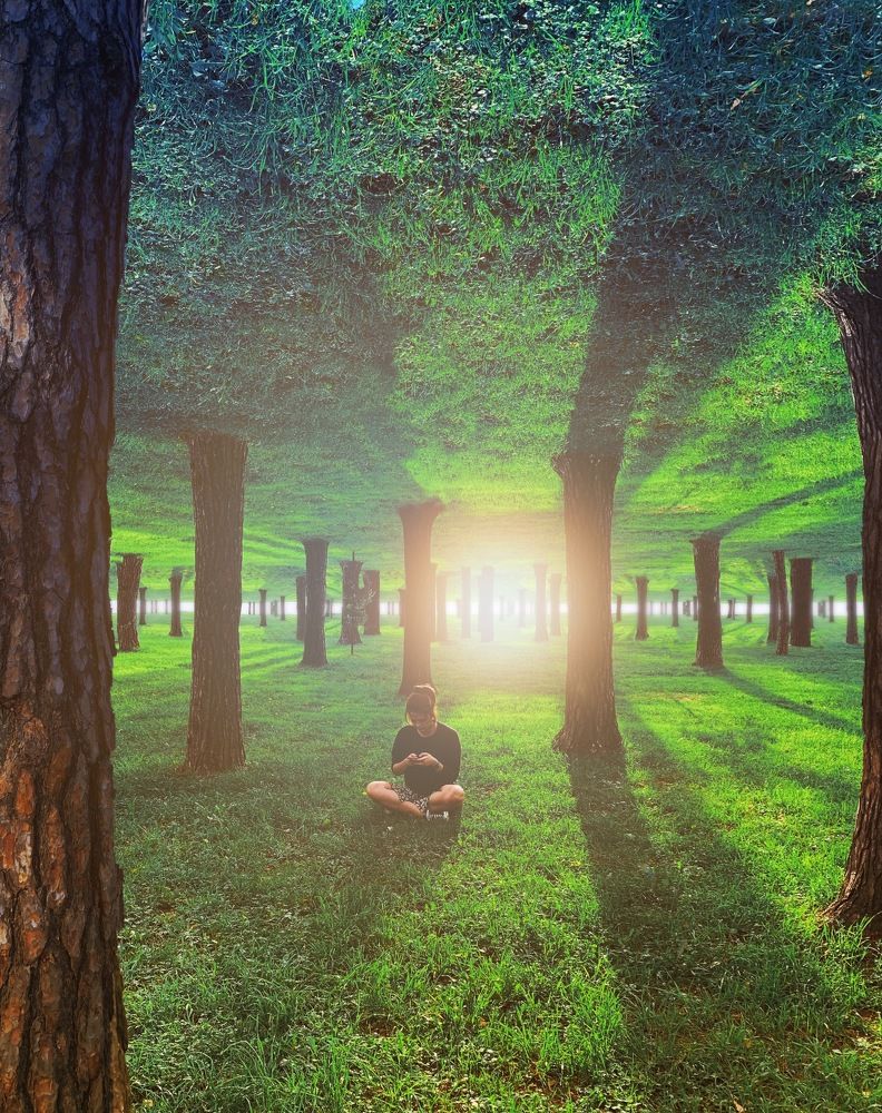 Волшебный лес