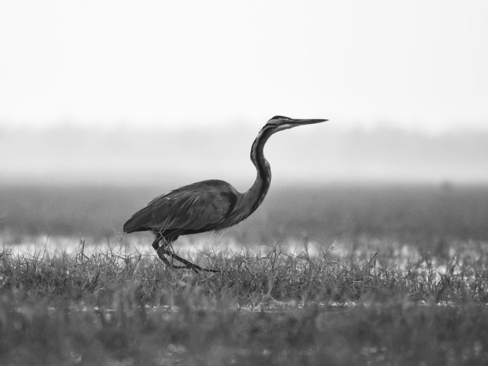 Photograph by Arindam Sahoo