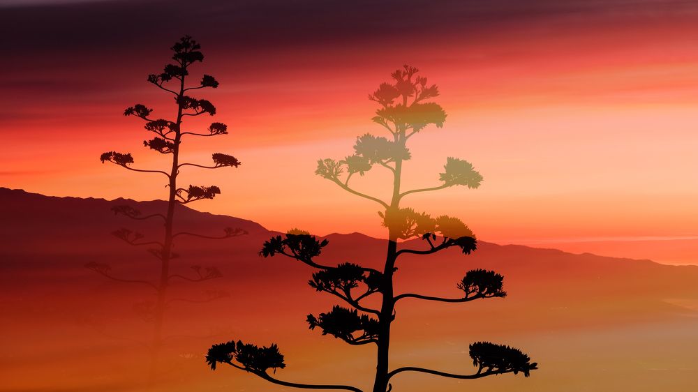 Photograph by Gary Browne