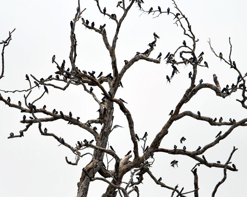 Photograph by Benjamine Dharashan