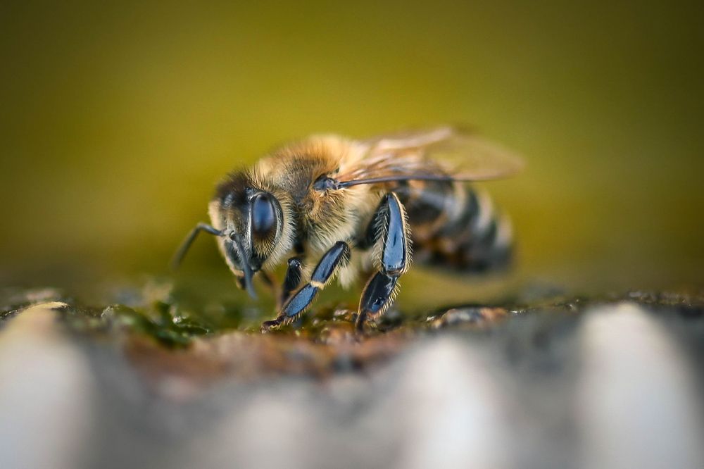 Photograph by Нели Арнаудова