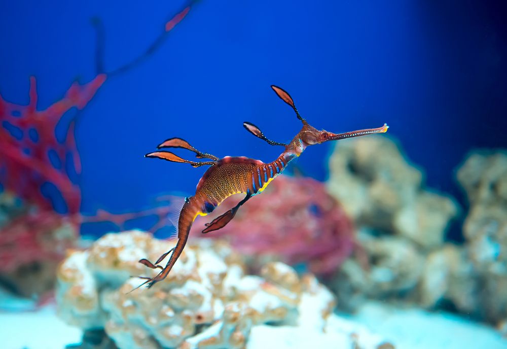 Морской дракон