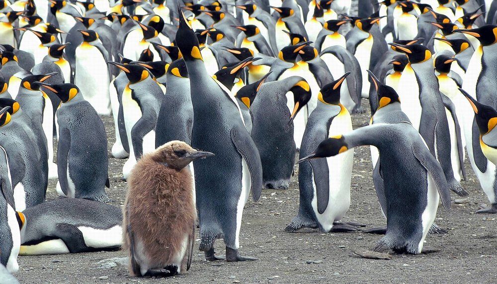 Фотография автора ИГОРЬ МЕЛЬНИКОВ