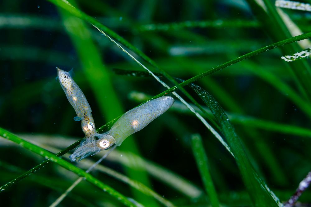 Фотография автора Ichinoseki Sayaka