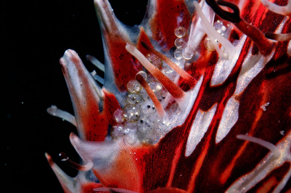 Фотография автора Ichinoseki Sayaka